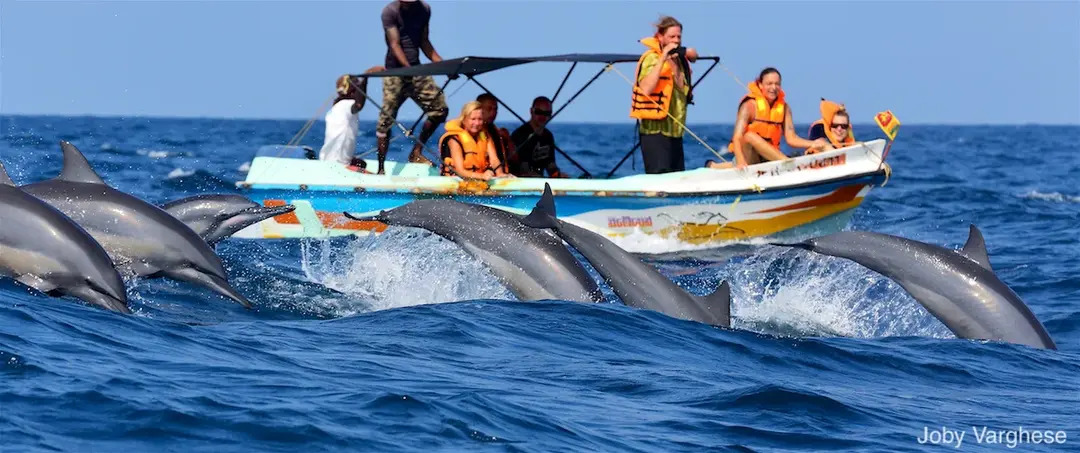 Dolphin Watching